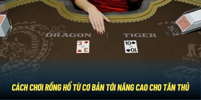 Cách Chơi Rồng Hổ Từ Cơ Bản Tới Nâng Cao Cho Tân Thủ