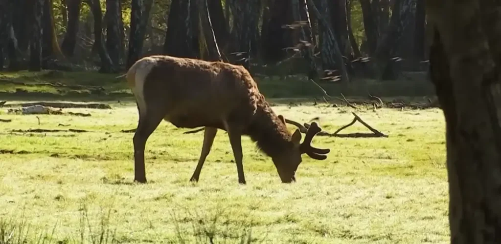 Cerf croisé en forêt de Rambouillet lors d'un itinéraire autour de Paris.